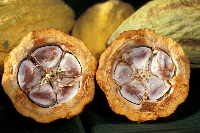 plod kakaovníku